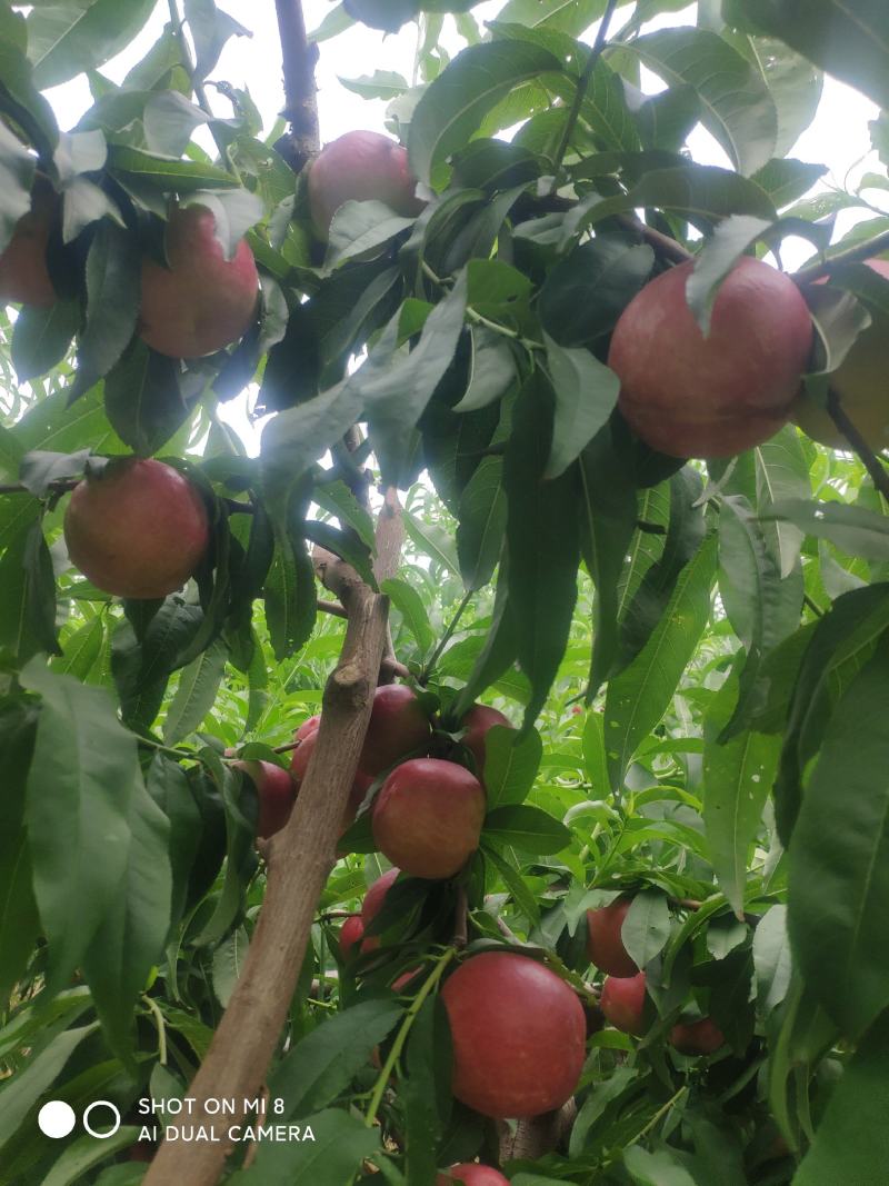 中油20号珍珠枣油桃油桃