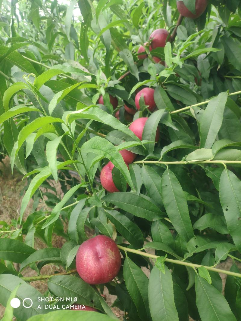 中油20号珍珠枣油桃油桃