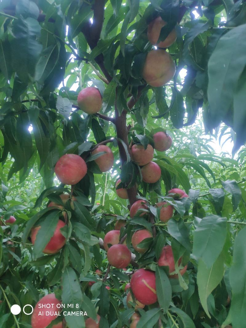 中油20号珍珠枣油桃油桃