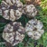 贵州毕节百合基地