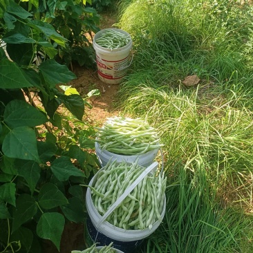 芸豆