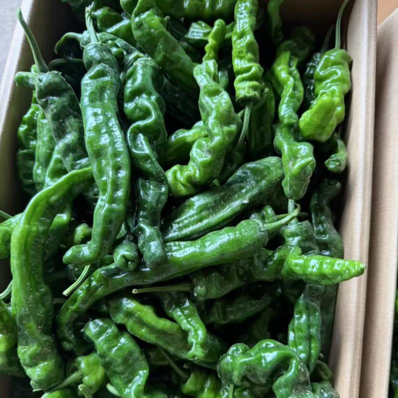 【精品推荐】山东鱼台新苗小邹皮大量上市价格超低代发