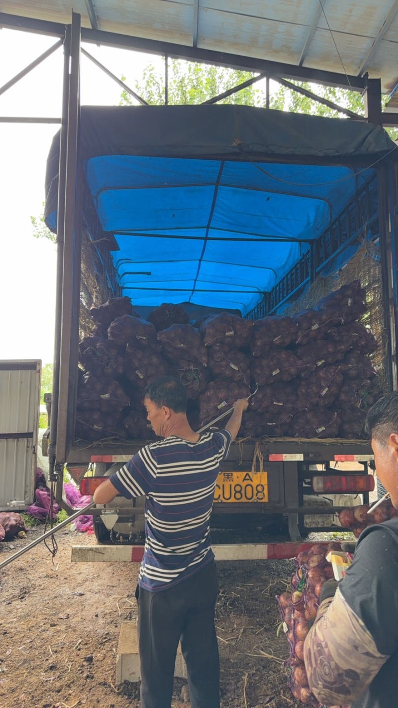 洋葱头紫皮大量供应，货源充足！价格便宜，洋葱价格低！