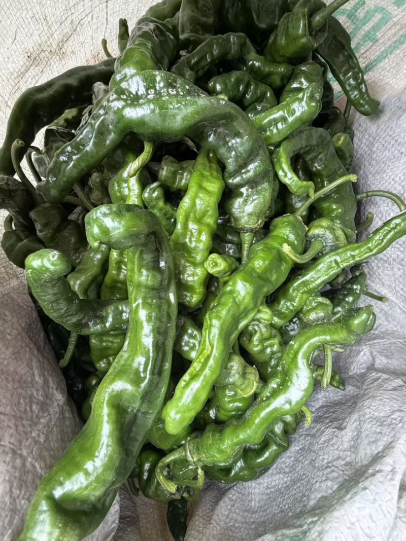 【精品推荐】山东鱼台新苗小邹皮大量上市价格超低代发