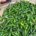 【精品推荐】山东鱼台新苗小邹皮大量上市价格超低代发