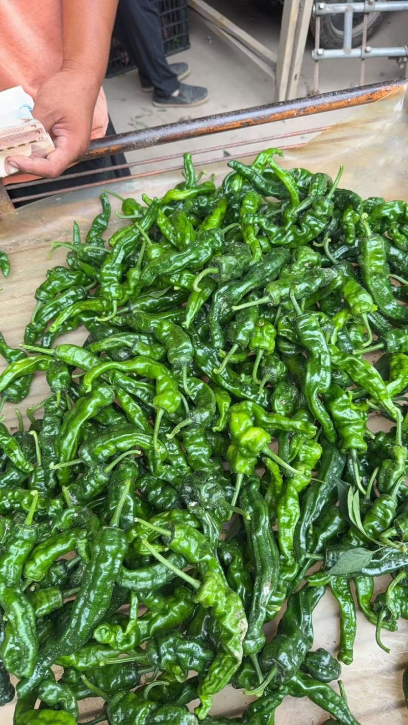 【精品推荐】山东鱼台新苗小邹皮大量上市价格超低代发