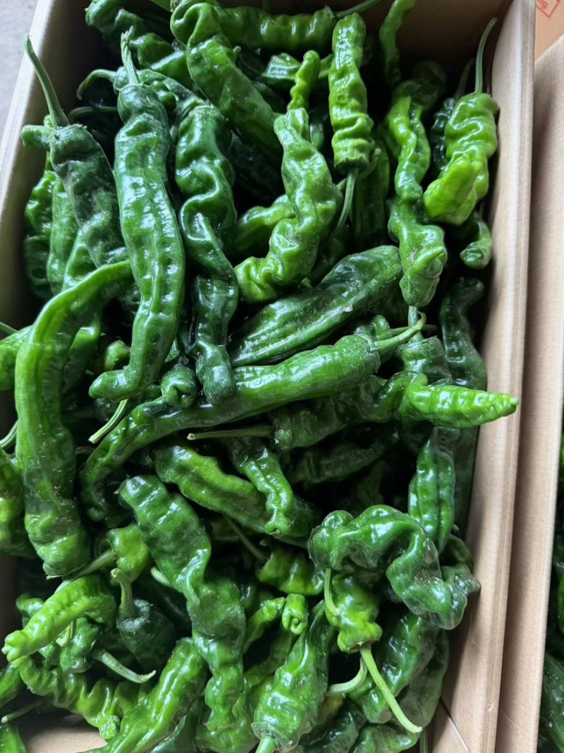 【精品推荐】山东鱼台新苗小邹皮大量上市价格超低代发