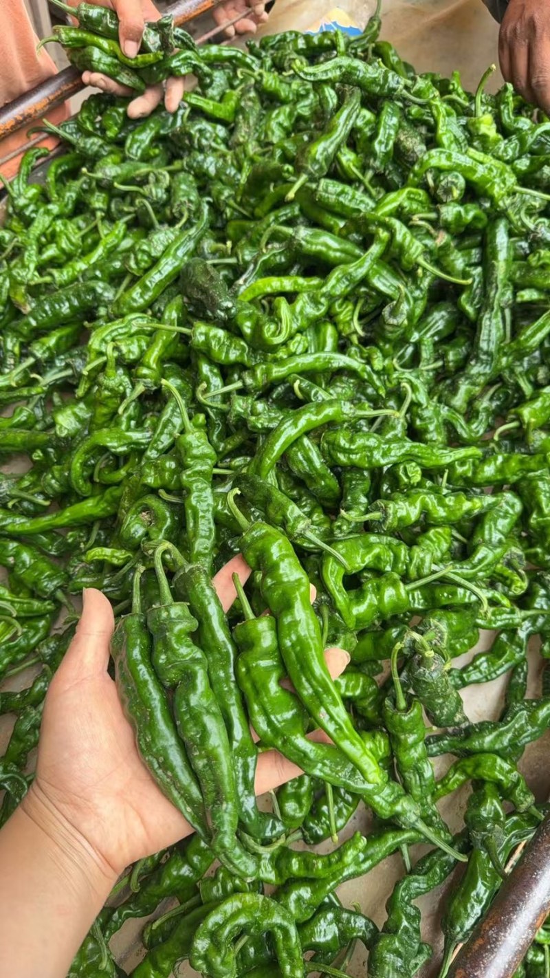 【精品推荐】山东鱼台新苗小邹皮大量上市价格超低代发