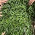 【精品推荐】山东鱼台新苗小邹皮大量上市价格超低代发