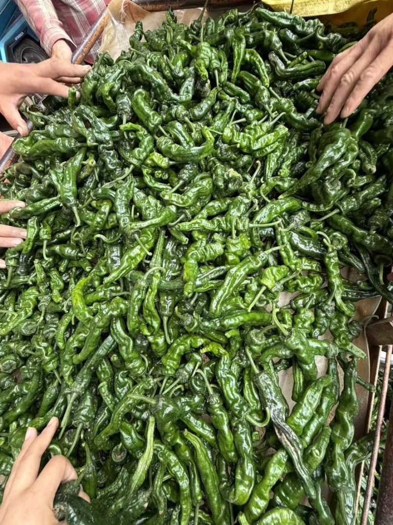 【精品推荐】山东鱼台新苗小邹皮大量上市价格超低代发