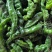 【精品推荐】山东鱼台新苗小邹皮大量上市价格超低代发