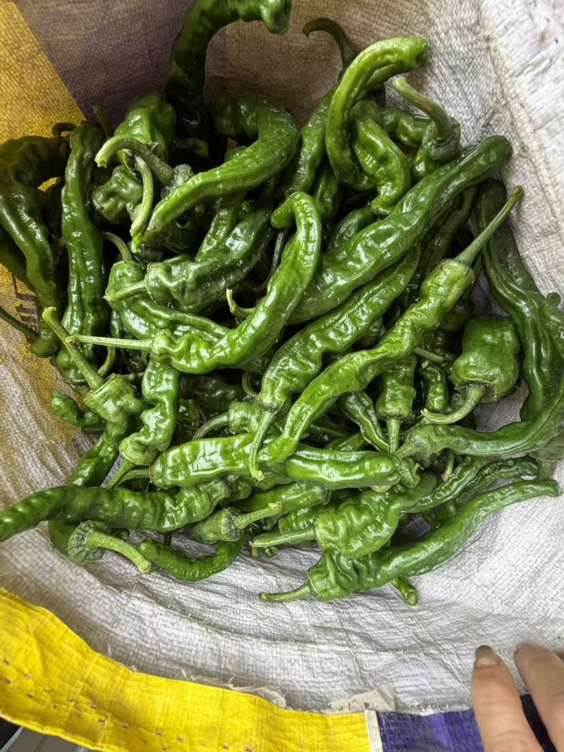 【精品推荐】山东鱼台新苗小邹皮大量上市价格超低代发