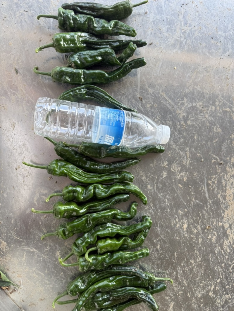 【精品推荐】山东鱼台新苗小邹皮大量上市价格超低代发
