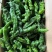 【精品推荐】山东鱼台新苗小邹皮大量上市价格超低代发