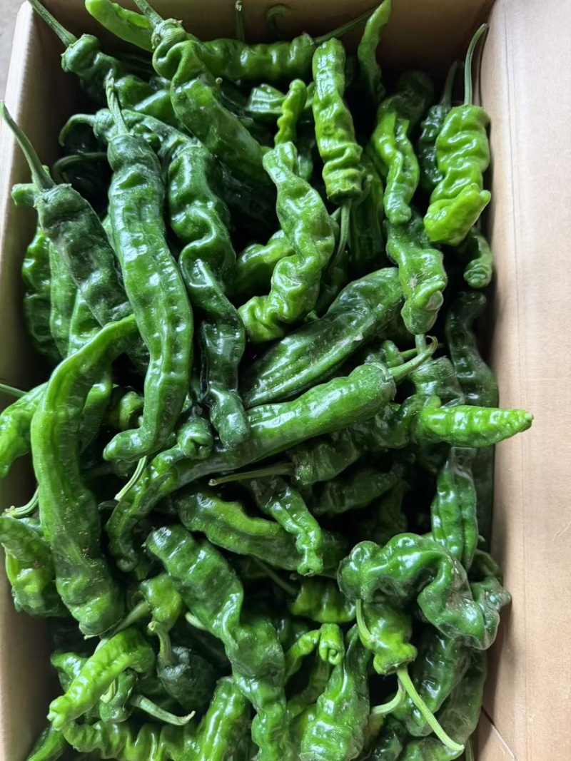 【精品推荐】山东鱼台新苗小邹皮大量上市价格超低代发