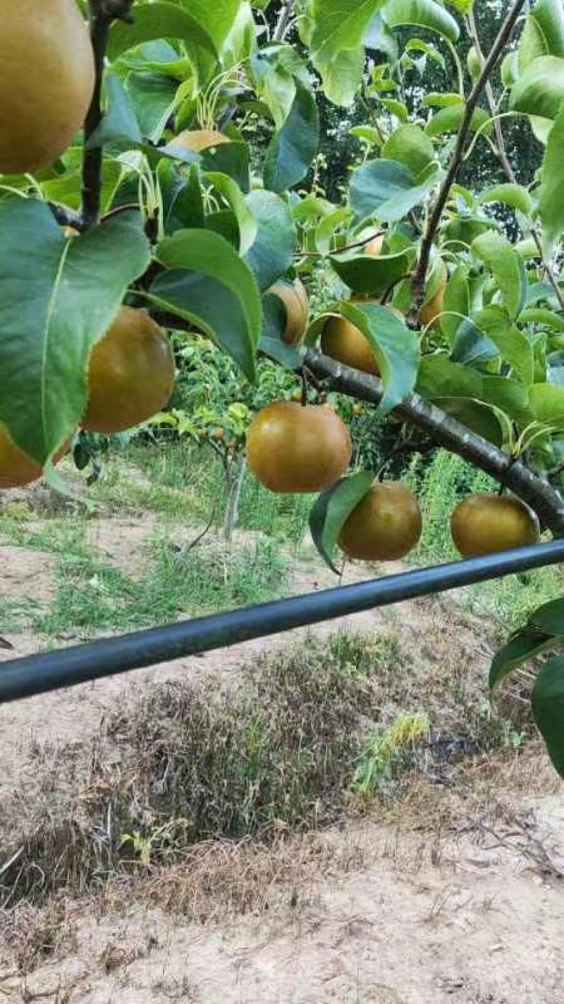 圆黄梨