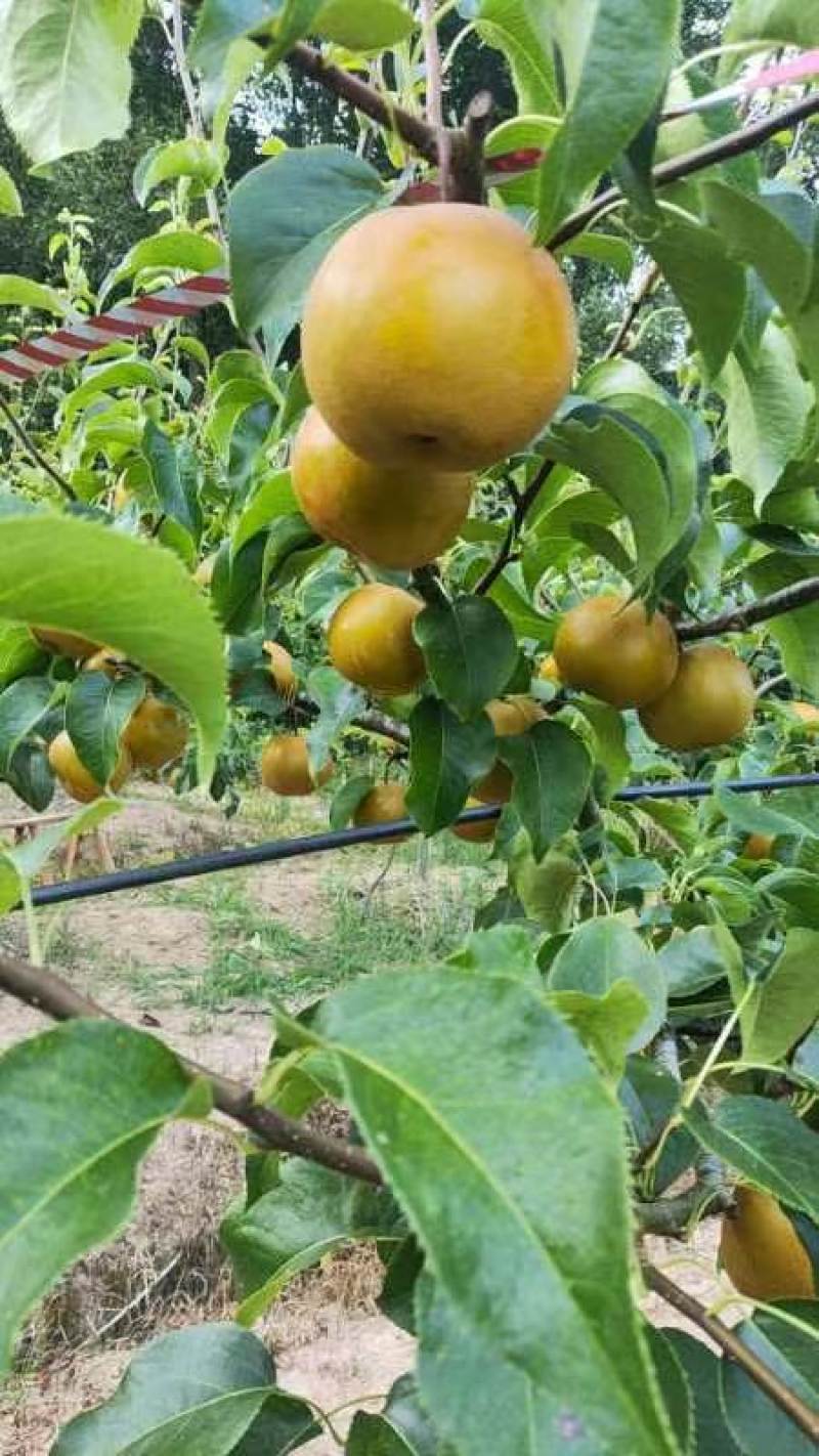 圆黄梨