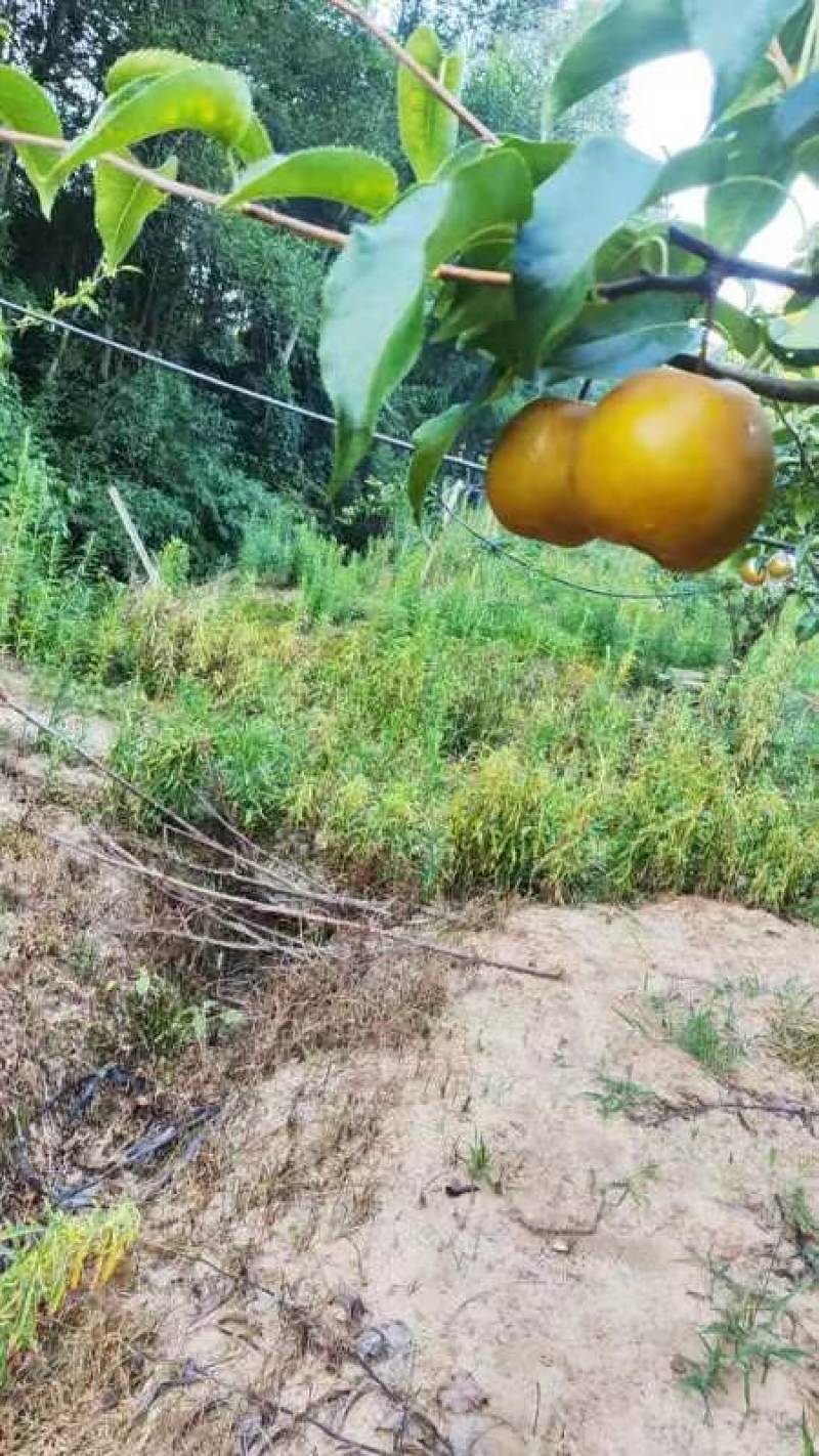 圆黄梨
