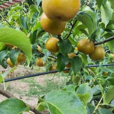 圆黄梨