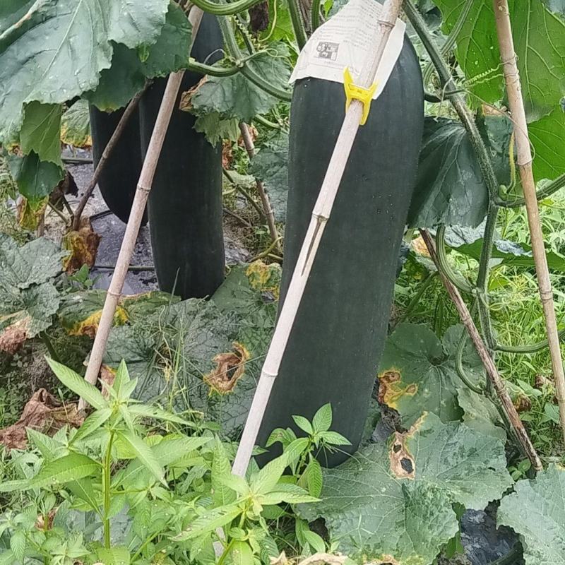 冬瓜