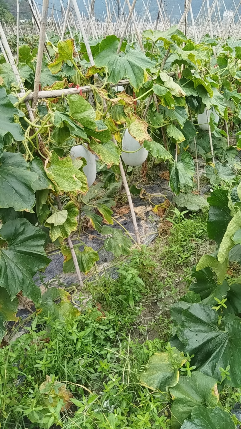 冬瓜