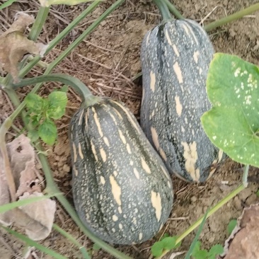 山地香芋南瓜