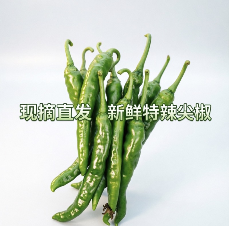 邳州辣椒大棚，湘辣670新鲜现摘，特辣，皮薄