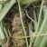 【精品】高海拔精品优质山葵自家种植质量保障诚信经营