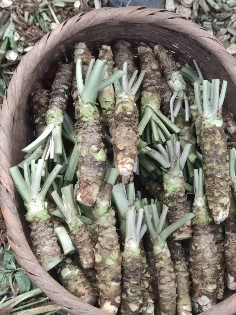 【精品】高海拔精品优质山葵自家种植质量保障诚信经营