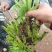 【精品】高海拔精品优质山葵自家种植质量保障诚信经营