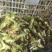 【精品】高海拔精品优质山葵自家种植质量保障诚信经营