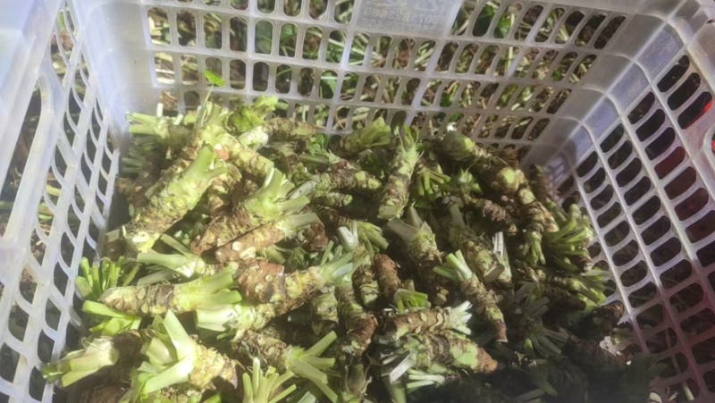 【精品】高海拔精品优质山葵自家种植质量保障诚信经营