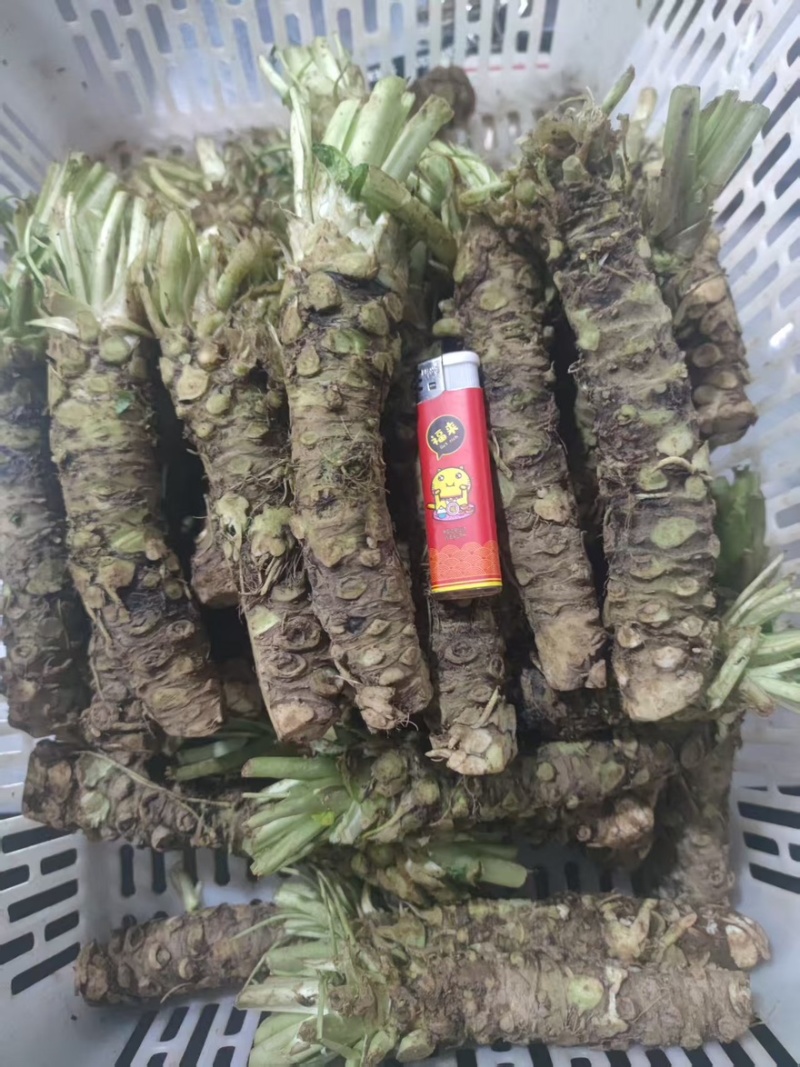 【精品】高海拔精品优质山葵自家种植质量保障诚信经营