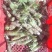 【精品】高海拔精品优质山葵自家种植质量保障诚信经营