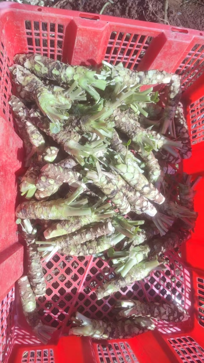 【精品】高海拔精品优质山葵自家种植质量保障诚信经营