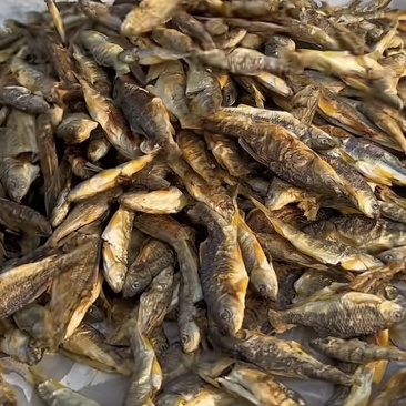 溪石斑鱼，烤干出售。自己小溪里钓的野生溪石斑，都是野生的