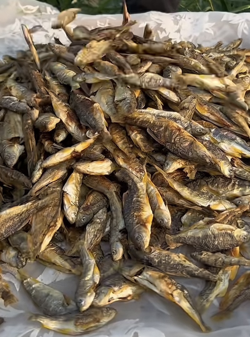 溪石斑鱼，烤干出售。自己小溪里钓的野生溪石斑，都是野生的