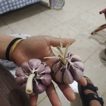 济南大青稞蒜种