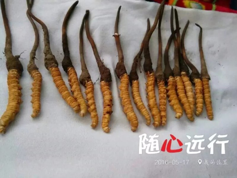西藏那曲冬虫夏草足干无断草虫草产地一手货源滋补干货