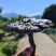 野生菌紫灵芝，***紫灵芝，林下高品位紫灵芝