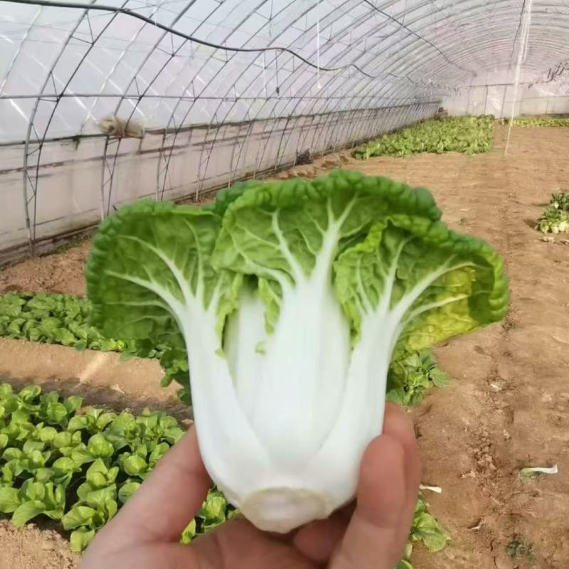 金池黄心乌塌菜种子耐寒较强抗病纤维少口感好农家菜园蔬菜