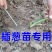 栽葱神器玉米大葱农用专用快速工具全自动移栽打孔新款懒人全