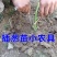栽葱神器玉米大葱农用专用快速工具全自动移栽打孔新款懒人全