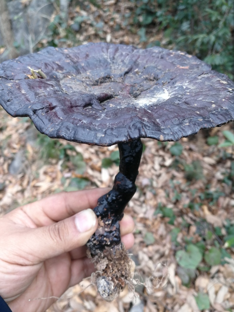 ***紫灵芝，野生菌种紫灵芝，林下高品质紫灵芝
