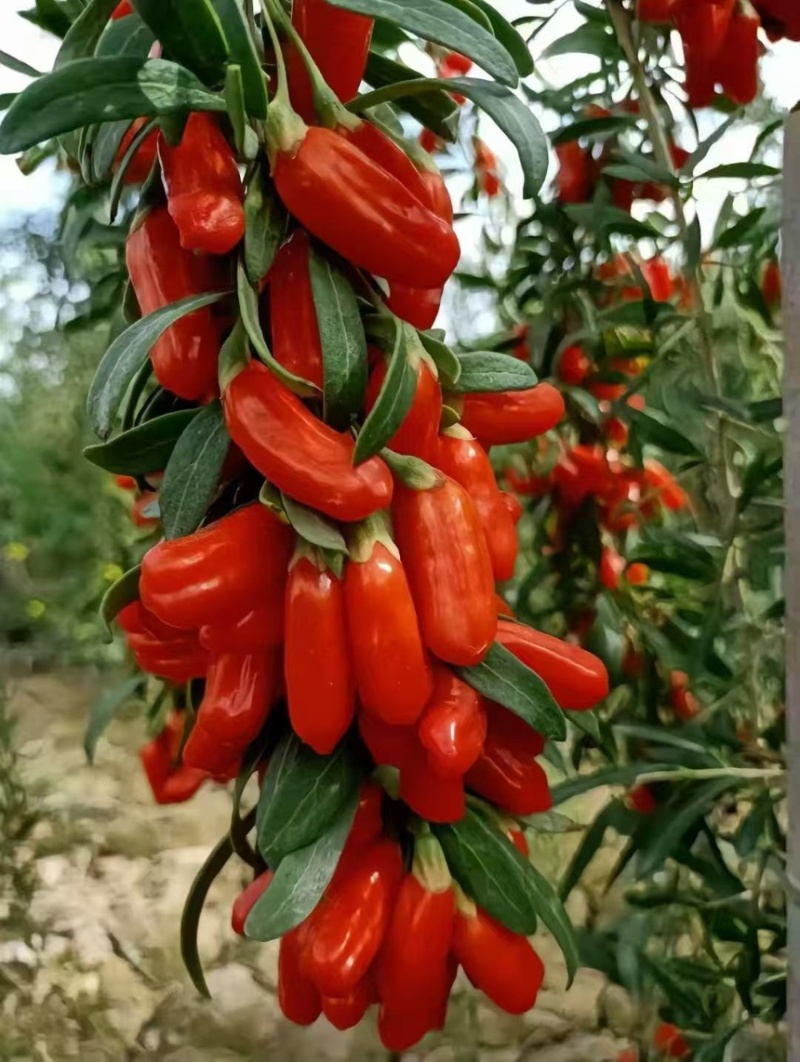脉动锁鲜冻干