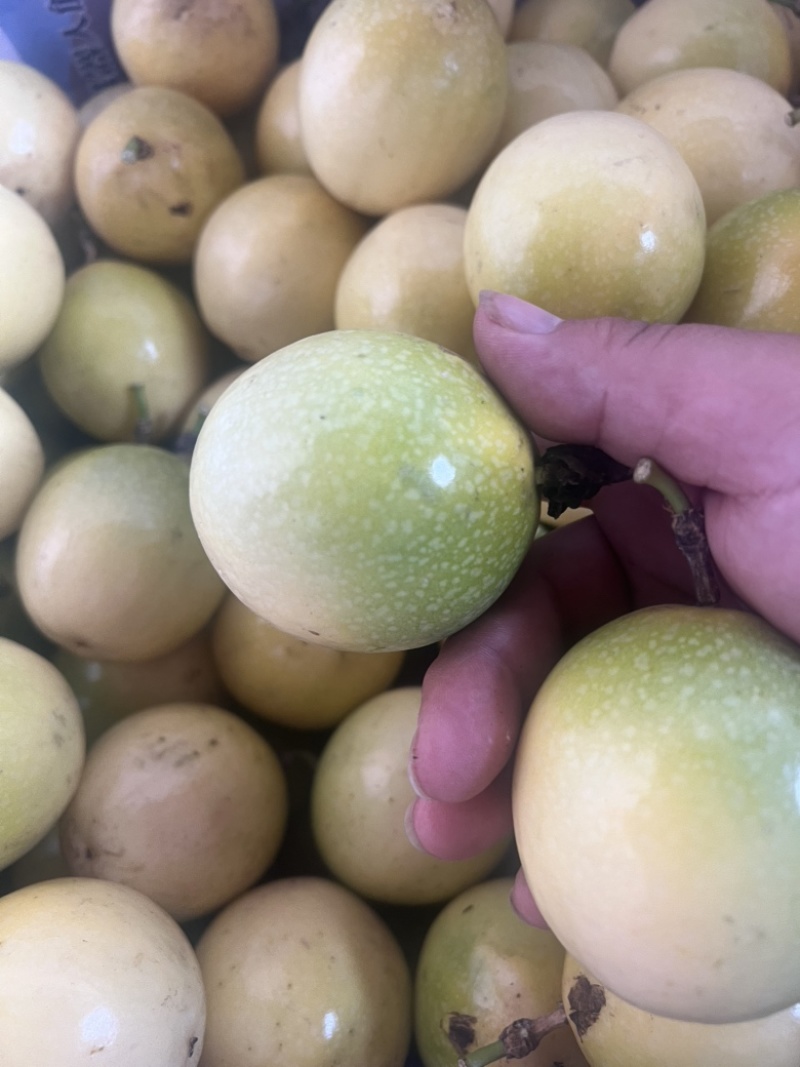 黄金百香果钦蜜九号电商市场精品果社区团购大量供应