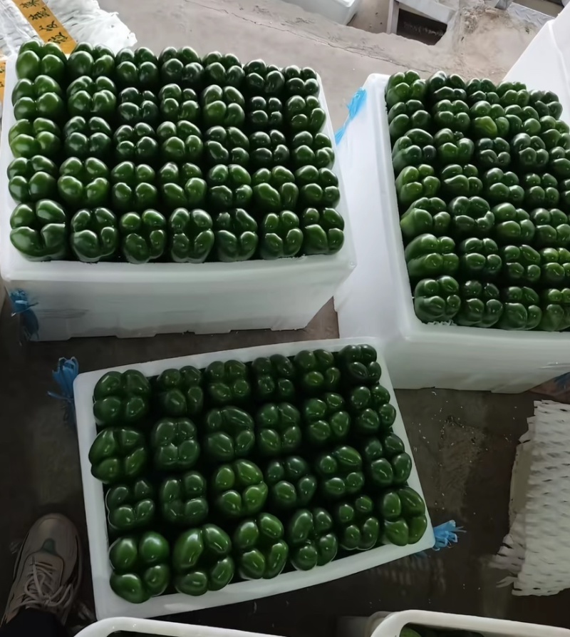 圆椒大量供应基地直供质量保证量大从优欢迎选购欢迎老板来电