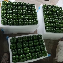 圆椒大量供应基地直供质量保证量大从优欢迎选购欢迎老板来电