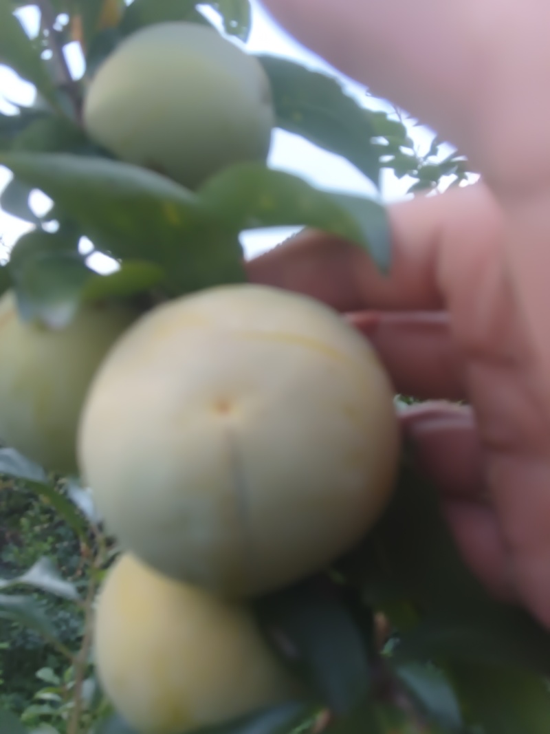 黄金李，颜色金黄，口感纯正，皮厚赖运输，肉多，水份充足