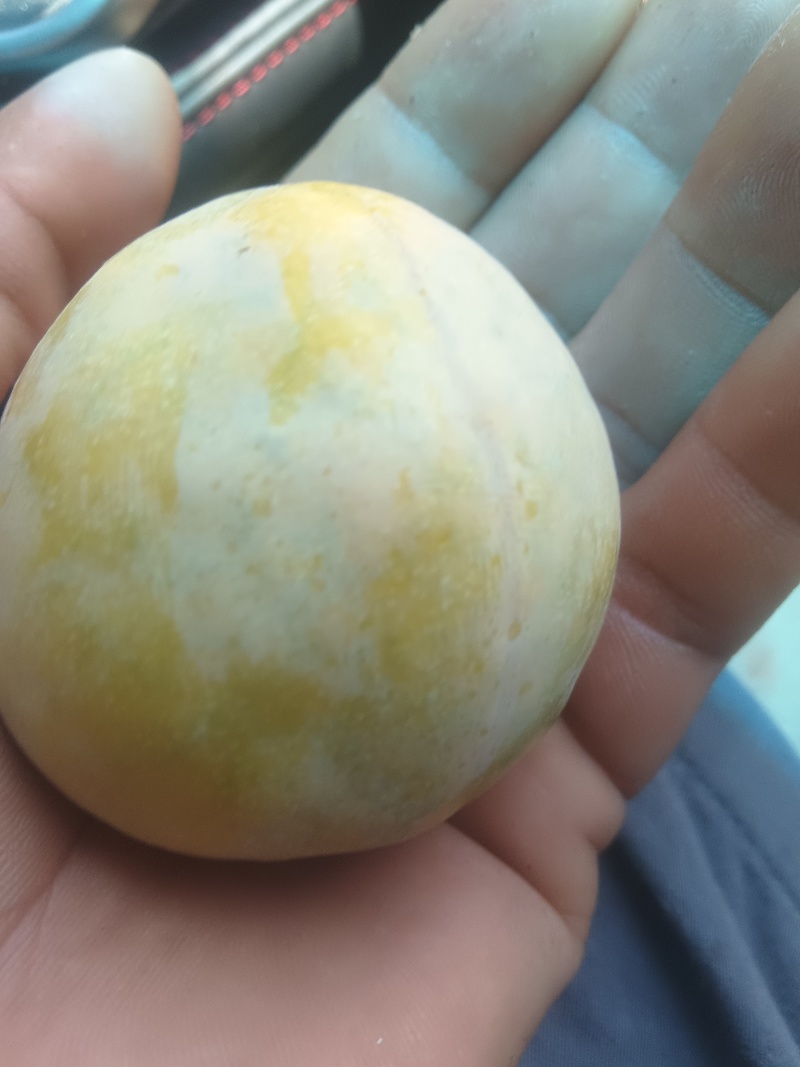 黄金李，颜色金黄，口感纯正，皮厚赖运输，肉多，水份充足